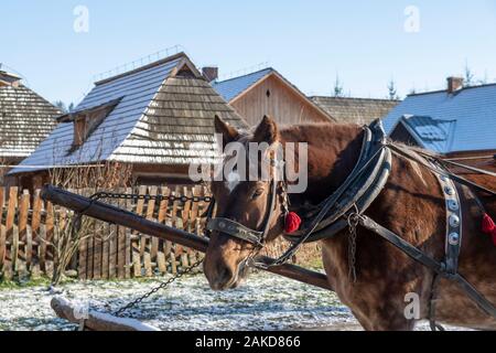 Cheval et les maisons en bois sur le marché en galicien musée en plein air, Pologne Banque D'Images