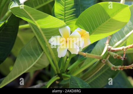 Close up de deux fleurs de frangipanier jaune et blanc avec des feuilles vertes dans l'arrière-plan en utilisant un effet bokeh Banque D'Images