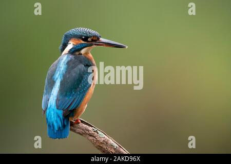 Kingfisher (Alcedo atthis commune) assis sur une branche, Allemagne Banque D'Images