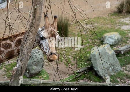 Dans le Zoo Girafe Girafe mangent de l'herbe ; Banque D'Images