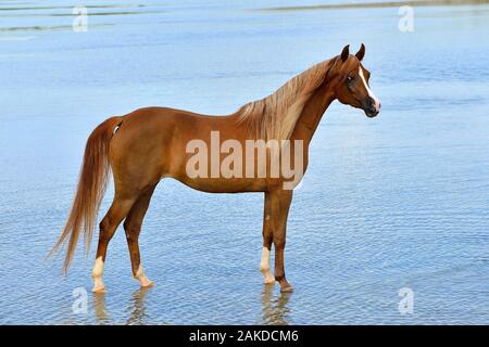 Chestnut Arabian Horse race se dresse sur la plage à l'eau gratuitement en été. Portrait d'animaux. Banque D'Images