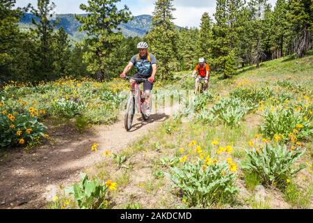 Deux hommes d'âge moyen des vélos de montagne à cheval sur Buck Mountain en dehors de Winthrop, Washington, USA. Banque D'Images