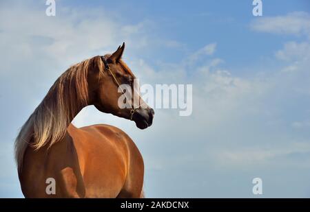 Chestnut Arabian Horse race se trouve à l'extérieur regardant au loin avec ciel bleu avec des nuages blancs. Portrait d'animaux. Banque D'Images