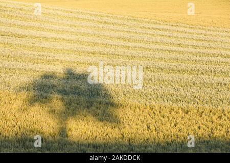 Shadow of a tree in a wheat field, Turiec region, northern Slovakia. Banque D'Images