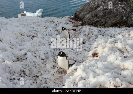 Manchots en montant une colline de l'eau. Estación Científica Almirante Brown Almirante Brown - Station - l'Antarctique. Banque D'Images