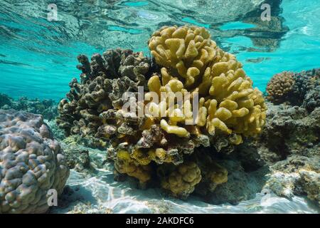 Corail Pocillopora sains sur la partie droite et complètement mort sur la gauche, dans une eau peu profonde, l'océan Pacifique, Polynésie Française, Océanie Banque D'Images