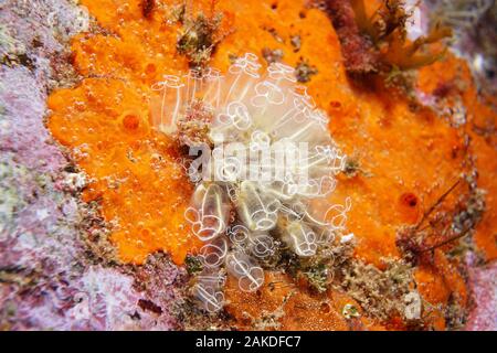 Close-up of lampe sea squirt, Clavelina lepadiformis, Fonds sous-marins dans la mer Méditerranée, la France, l'Occitanie Banque D'Images