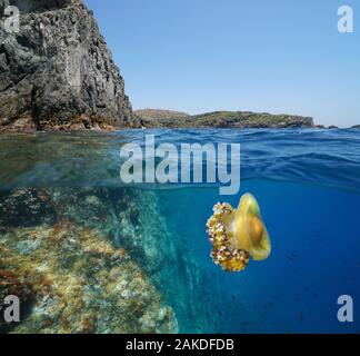 Mer Méditerranée côte rocheuse avec un œuf frit jellyfish underwater, split voir plus de sous la surface de l'eau, Espagne, Costa Brava, Catalogne, Cap de Creus Banque D'Images