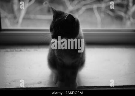 Lovely cat est assis sur un rebord de la piscine, photo nb. Banque D'Images