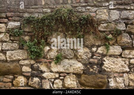 Hardy diffusion vert plantes vivaces qui poussent à travers les fissures et les crevasses dans les vieilles pierres des murs de la forteresse de Kalemegdan à la fin de l'été. Banque D'Images