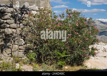 Vieux Mur de pierre et floraison rose Nerium oleander - 'Rose Bay' arbuste à la fin de l'été, le mont Srd, Dubrovnik, Croatie. Banque D'Images