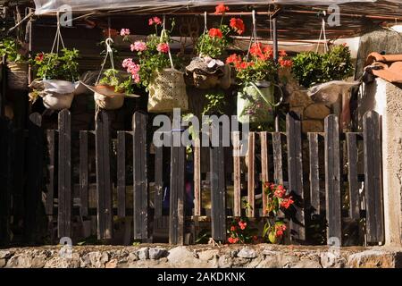 Rose et rouge Pelargonium - fleurs en suspensions couverts de sacs à main plus ancienne en bois clôture dans le jardin au début de l'automne. Banque D'Images