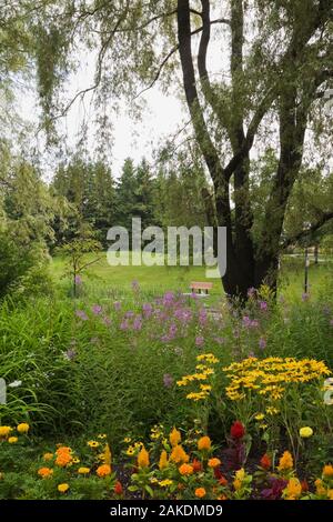 Salix - saule pleureur arbre underplanted avec orange et jaune Tagetes - Marigold et rouge et orange Celosia - fleurs Cockscomb dans border en été, Banque D'Images