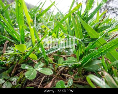 L'herbe verte avec des gouttes de rosée Banque D'Images