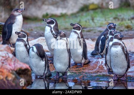 Troupeau de pingouins Standing together Banque D'Images