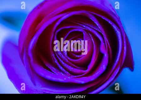 L'analyse macro tête rose punchy dans des tons bleu magenta - faible profondeur de champ Banque D'Images