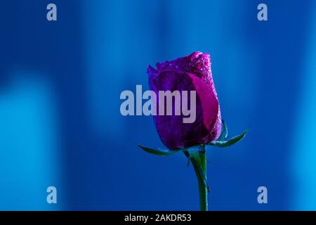 L'analyse macro Close up of fresh rose fleur sur fond flou abstrait dans les tons de bleu Banque D'Images
