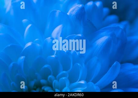 L'analyse macro de pétales de fleurs dans des tons de bleu cyan Banque D'Images