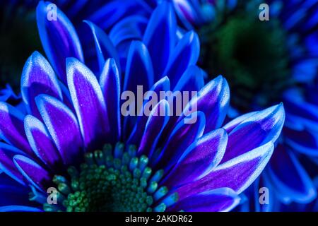 L'analyse macro Close up de pétales de fleurs dans des tons magenta bleu Banque D'Images