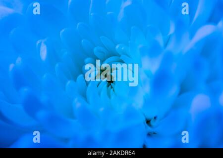 L'analyse macro Close up d'étamines de fleurs dans des tons de bleu Banque D'Images