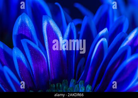 L'analyse macro Close up de pétales de fleurs dans des tons magenta bleu Banque D'Images