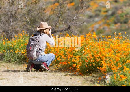 Les personnes à la recherche au Pavot de Californie Super bloom au Walker Canyon près de Lake Elsinore, Californie Banque D'Images