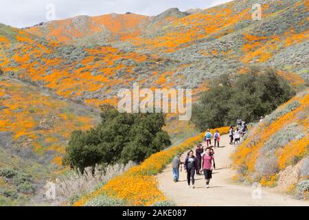 Les personnes à la recherche au Pavot de Californie Super bloom au Walker Canyon près de Lake Elsinore, Californie Banque D'Images