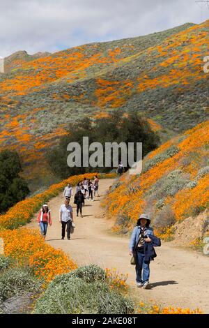 Les personnes à la recherche au Pavot de Californie Super bloom au Walker Canyon près de Lake Elsinore, Californie Banque D'Images