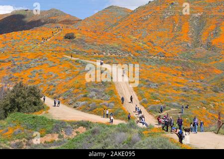 Les personnes à la recherche au Pavot de Californie Super bloom au Walker Canyon près de Lake Elsinore, Californie Banque D'Images