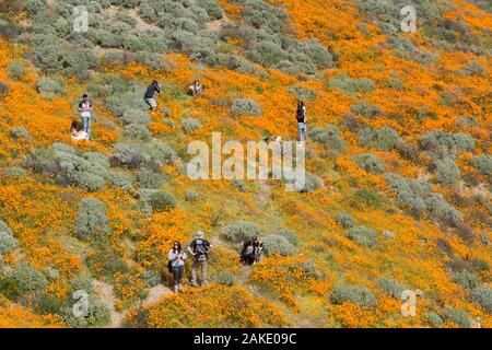 Les personnes à la recherche au Pavot de Californie Super bloom au Walker Canyon près de Lake Elsinore, Californie Banque D'Images