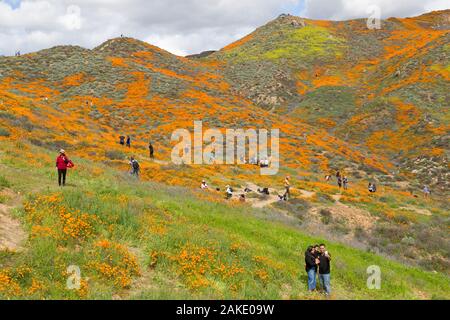 Les personnes à la recherche au Pavot de Californie Super bloom au Walker Canyon près de Lake Elsinore, Californie Banque D'Images