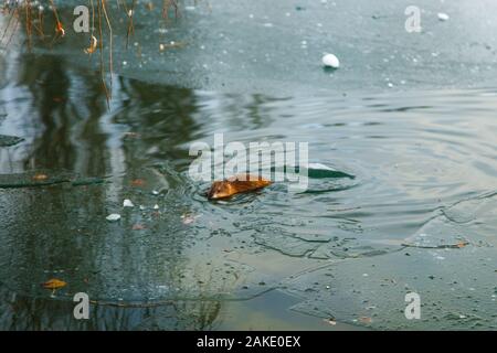 Une loutre nageant dans un étang d'hiver. L'animal dans l'eau verte. Banque D'Images