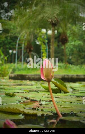 Fleur de lotus rose bud sur un étang du parc Banque D'Images