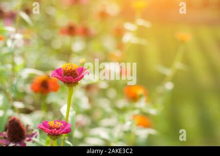 Violet Rose Fleurs ensoleillées avec Gerbera Daisy. Banque D'Images