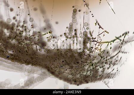 De nombreuses bactéries close up sous le microscope. Banque D'Images