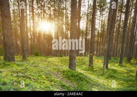 Coucher de soleil dans la forêt, film retro style instagram, filtré. Banque D'Images