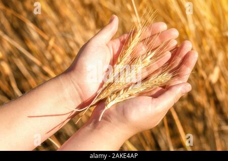 Girl holding tiges de seigle dans leurs mains Banque D'Images