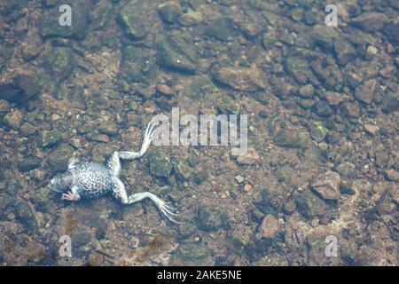 Grenouille morte sous l'eau. Problème de l'écologie Banque D'Images