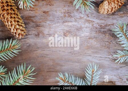 Composition de Noël : Les branches de sapin bleu avec les cônes sur fond de bois vieilli. Vue d'en haut. Banque D'Images