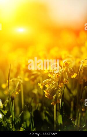 Domaine de coucou bleu jaune fleurs ou Primula veris sur le coucher du soleil Banque D'Images