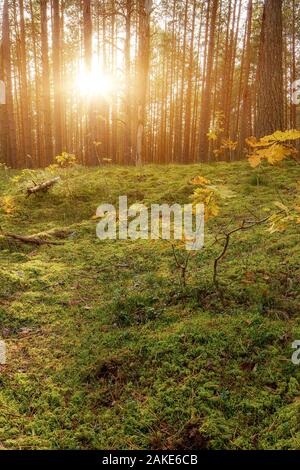 Beau Coucher de soleil sur la forêt en Russie. Lever du soleil dans une forêt, des rayons à travers les arbres Banque D'Images