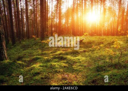 Beau Coucher de soleil sur la forêt en Russie. Lever du soleil dans une forêt, des rayons à travers les arbres Banque D'Images