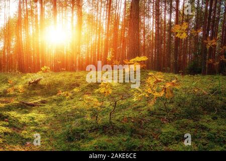 Beau Coucher de soleil sur la forêt en Russie. Lever du soleil dans une forêt, des rayons à travers les arbres Banque D'Images