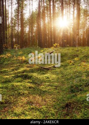 Beau Coucher de soleil sur la forêt en Russie. Lever du soleil dans une forêt, des rayons à travers les arbres Banque D'Images