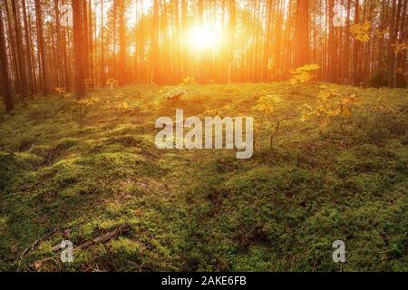 Beau Coucher de soleil sur la forêt en Russie. Lever du soleil dans une forêt, des rayons à travers les arbres Banque D'Images