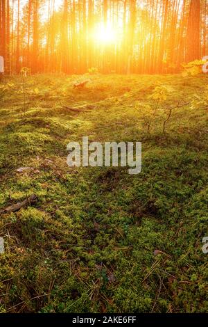 Beau Coucher de soleil sur la forêt en Russie. Lever du soleil dans une forêt, des rayons à travers les arbres Banque D'Images