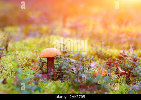 Champignons isolés dans la lumière du soleil. Dans Moss champignons Close Up. Banque D'Images