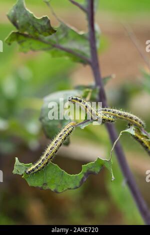 La chenille la larve de la papillon blanc du chou de manger les feuilles d'un chou. Vue macro d'une feuille verte Alimentation Caterpillar dans le jardin Banque D'Images