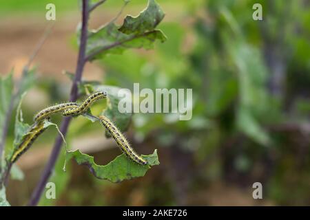 La chenille la larve de la papillon blanc du chou de manger les feuilles d'un chou. Vue macro d'une feuille verte Alimentation Caterpillar dans le jardin Banque D'Images