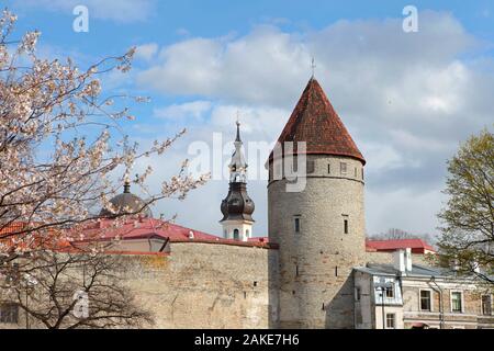 Les murs de protection de la vieille ville de Tallinn et de saint Olaf Église. Tallinn mur à la défense carte postale de printemps Banque D'Images